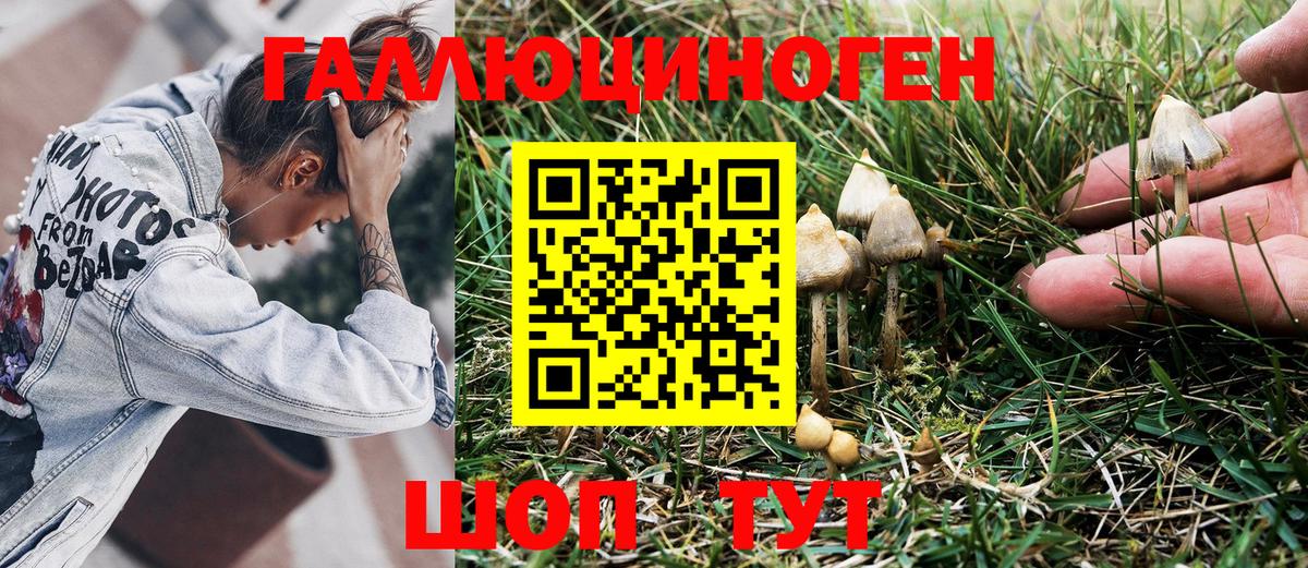 Кизилюрт  Галлюциногенные грибы Cubensis  Вход с VPN 